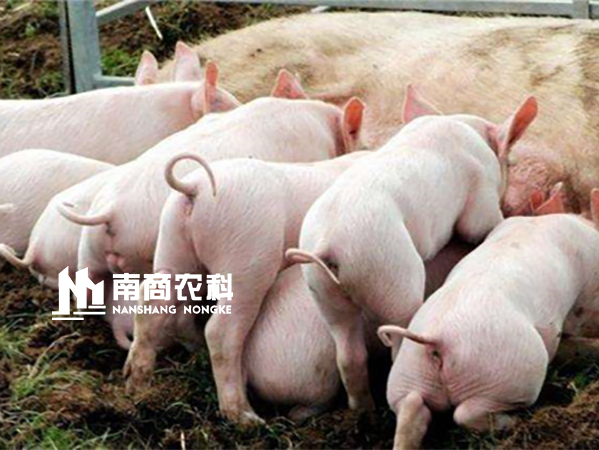 想提高仔豬出欄率？工廠(chǎng)化豬場(chǎng)這樣做